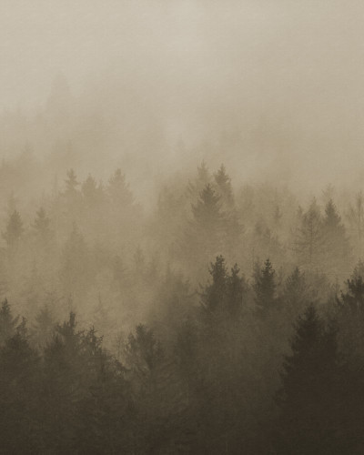 Fototapet cu o pădure cețoasă în tonuri de maro, într-o cameră de zi.