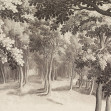 Forest Engraving, Vintage, Rebel Walls