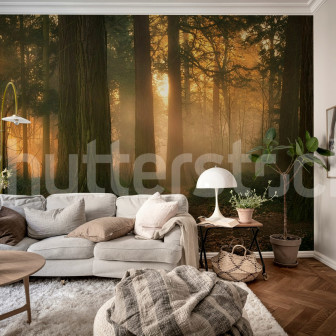 Fototapet cu pădure cețoasă la prima oră a dimineții