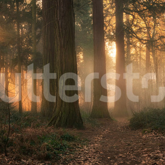 Fototapet cu pădure cețoasă la prima oră a dimineții