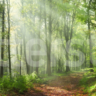 Fototapet cu pădure de vară într-o cameră de zi