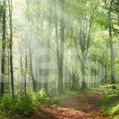 Fototapet cu pădure de vară într-o cameră de zi