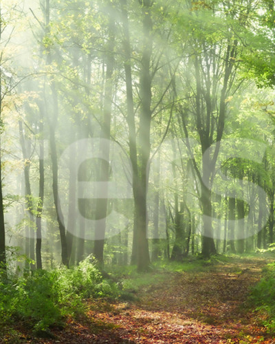 Fototapet cu pădure de vară într-o cameră de zi