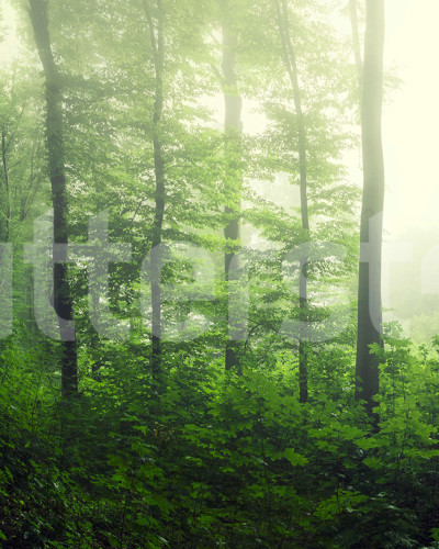 Fototapet cu pădure verde într-un dormitor modern