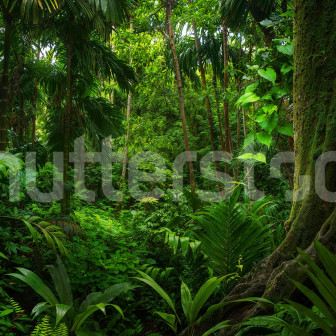 Fototapet cu peisaj tropical verde într-un dormitor