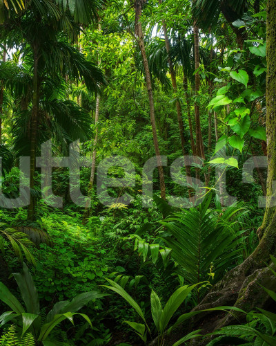 Fototapet cu peisaj tropical verde într-un dormitor