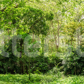 Fototapet cu pădure verde într-un dormitor modern