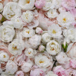 Bouquet of Buttercups, Pink, Rebel Walls