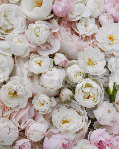 Bouquet of Buttercups, Pink, Rebel Walls