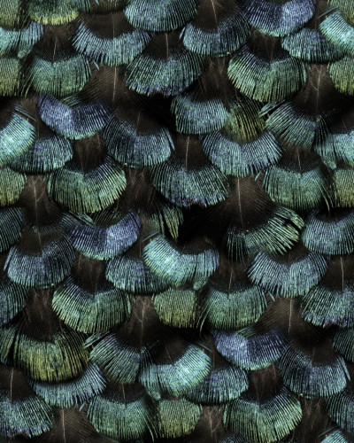 Tapet cu model Petite Peackock Plumage, Opal, cu un design inspirat de penele păunului, în nuanțe de verde și albastru.