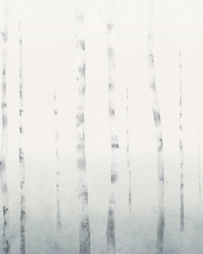 Tapet cu arbori de mesteacăn în tonuri neutre, inspirat de frumusețea iernii scandinave.