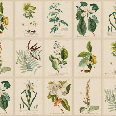 Flora, Green, Sandberg