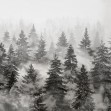 Rivian Forest Charcoal, VLAdiLA
