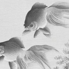 Fototapet rotund Two Goldfish, 142.5cm diametru, WallArt