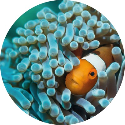 Fototapet rotund Nemo the Anemonefish, 190cm diametru, WallArt, Fototapet circular 