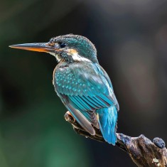 Fototapet rotund The Kingfisher, 142.5cm diametru, WallArt