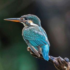 Fototapet rotund The Kingfisher, 190cm diametru, WallArt