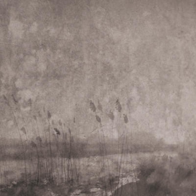 Wallpaper modern cu stil industrial autentic. Design cu un aspect de beton brut si flori delicate.