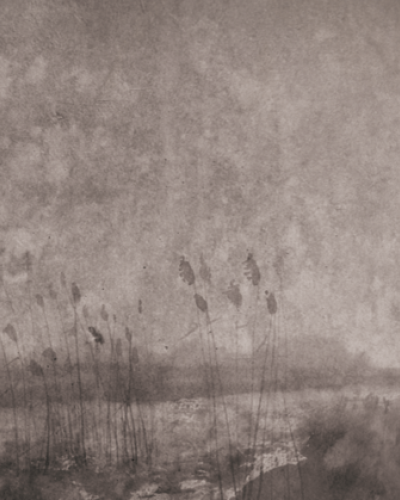 Wallpaper modern cu stil industrial autentic. Design cu un aspect de beton brut si flori delicate.