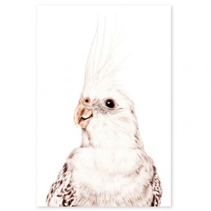 Tapet magnetic - Papagal - 62X265 cm
