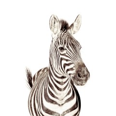 Tapet magnetic - Zebra - 62X265 cm