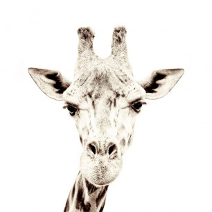 Tapet magnetic - Girafa - 102X265 cm