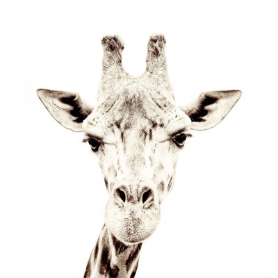 Tapet magnetic - Girafa - 102X265 cm,  