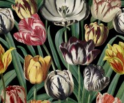 Tapet designer Tulipa, MINDTHEGAP, 4.68mp / cutie