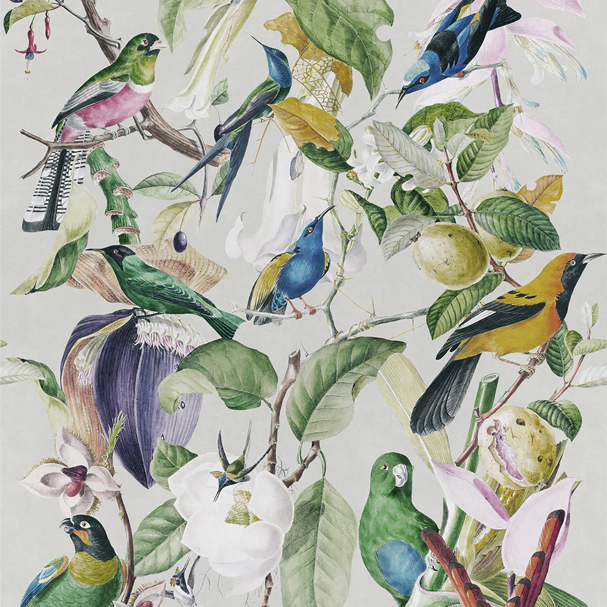 Tapet designer Tropical Birds, MINDTHEGAP, 4.68mp / cutie, Tapet Exclusivist 