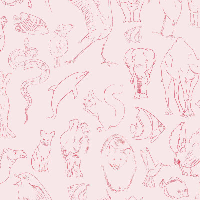 Zoology, Candy, Coordonne 5mp / rola