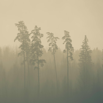 Fototapet personalizat cu pini în ceață aurie pe un perete de dormitor, creând o atmosferă calmă și naturală.